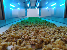 Load image into Gallery viewer, Cold pressed Oil 100% Walnut Oil 核桃油