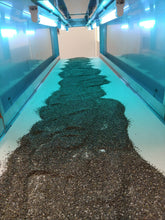 Load image into Gallery viewer, Cold pressed Chia Seed Oil 奇亞籽油