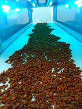 Load image into Gallery viewer, Cold pressed Oil 100% Sea Buckthorn 沙棘果油 50ml