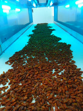 Load image into Gallery viewer, Cold pressed Oil 100% Sea Buckthorn 沙棘果油 50ml