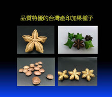 Load image into Gallery viewer, Cold pressed Oil 100% Sacha Inchi Oil 印加果油