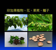 Load image into Gallery viewer, Cold pressed Oil 100% Sacha Inchi Oil 印加果油