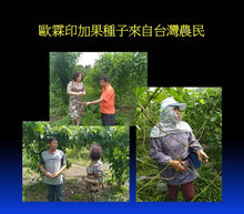 Load image into Gallery viewer, Cold pressed Oil 100% Sacha Inchi Oil 印加果油