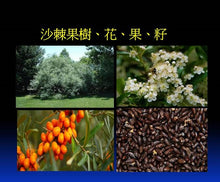 Load image into Gallery viewer, Cold pressed Oil 100% Sea Buckthorn 沙棘果油 50ml