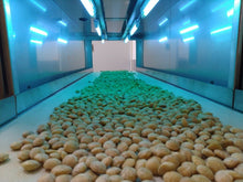 Load image into Gallery viewer, Cold pressed Oil 100% Sacha Inchi Oil 印加果油