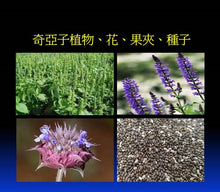 Load image into Gallery viewer, Cold pressed Chia Seed Oil 奇亞籽油
