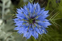 Load image into Gallery viewer, Cold pressed Oil 100% Black Cumin Seed 黑種籽油