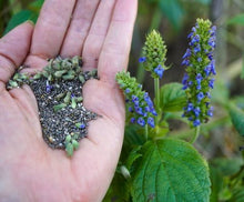 Load image into Gallery viewer, Cold pressed Chia Seed Oil 奇亞籽油