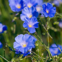 Load image into Gallery viewer, Cold pressed Oil 100% Flaxseed Oil (Golden) 黄金亞麻籽油