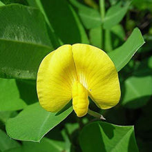 Load image into Gallery viewer, Cold pressed Oil 100% Peanut Oil 花生油 (250ml)