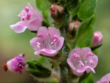 Load image into Gallery viewer, Cold pressed Oil 100% Perilla Oil 紫蘇籽油