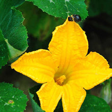 Load image into Gallery viewer, Cold pressed Oil 100% Pumpkin Seed Oil 南瓜籽油