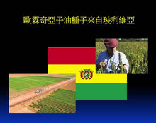 Load image into Gallery viewer, Cold pressed Chia Seed Oil 奇亞籽油