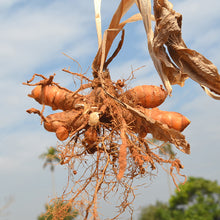 Load image into Gallery viewer, FongMan Red Turmeric (30x) 豐滿红姜黄粉 120g
